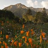Santa Barbara Botanic Garden