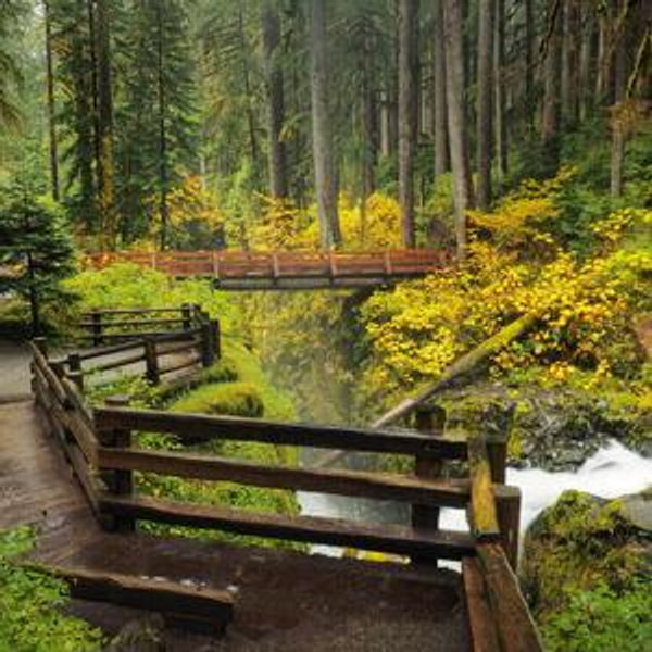 Honeymoon Fund- Yellowstone & Washington rainforest Adventure