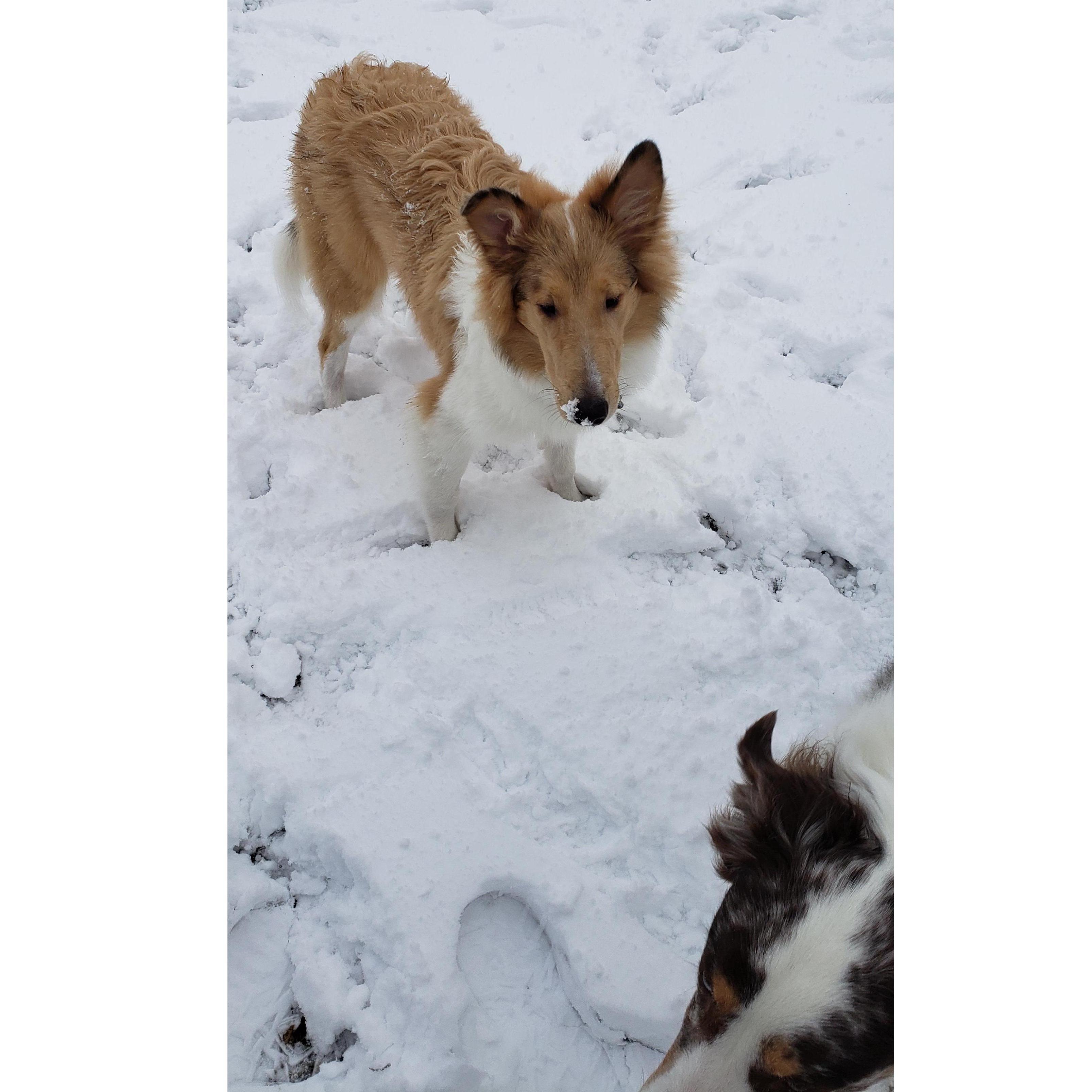 Puppy's first snow! 1.13.19