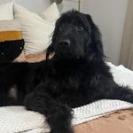 White Rock Lake Dog Park