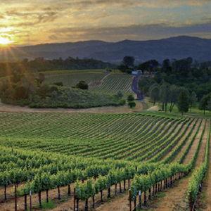 Honeymoon - Winery