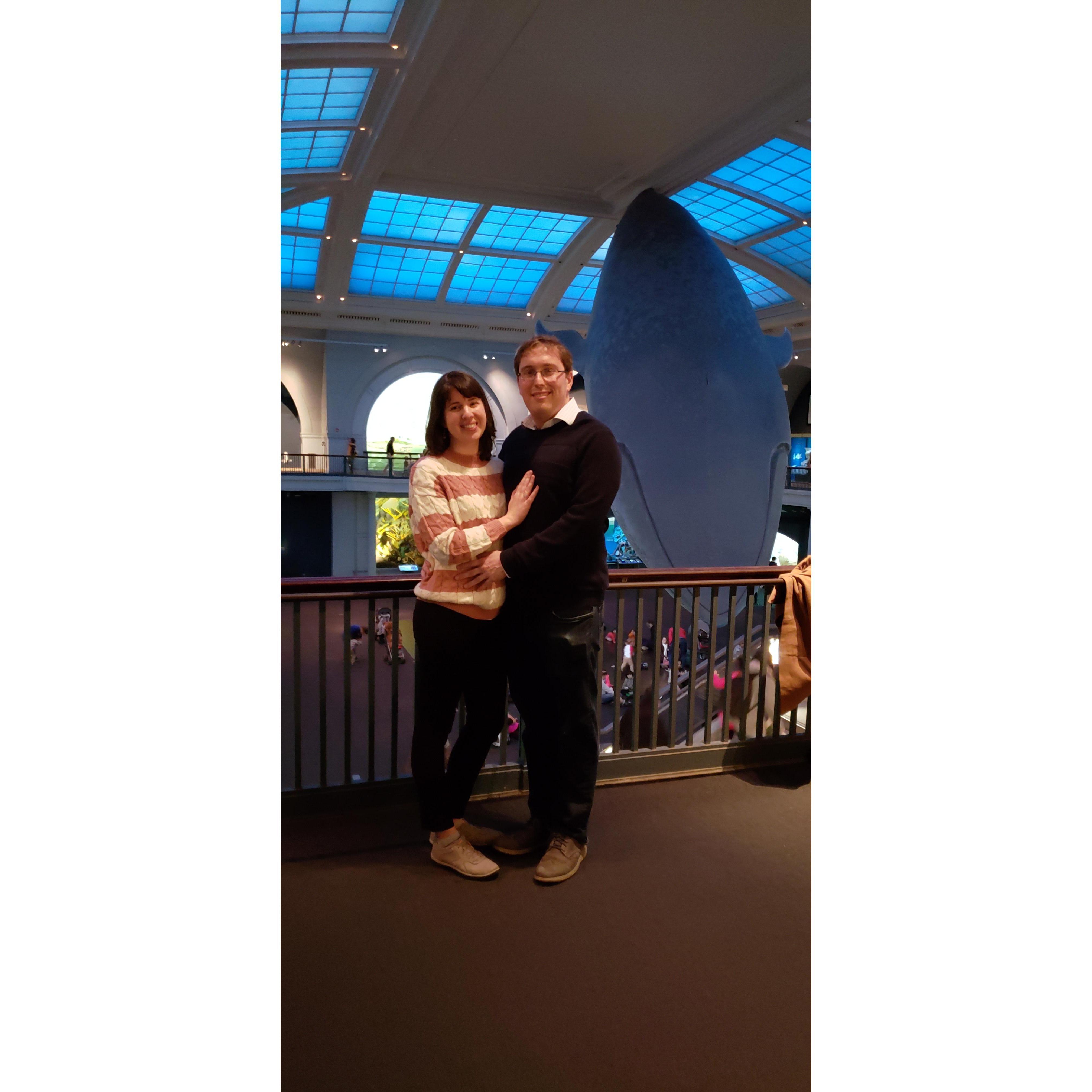AMNH, December 1, 2018. Engaged! Part 1: We always visit a museum for Matt's birthday, and this time, he chose AMNH to propose in his favorite room, the Hall of Ocean Life.