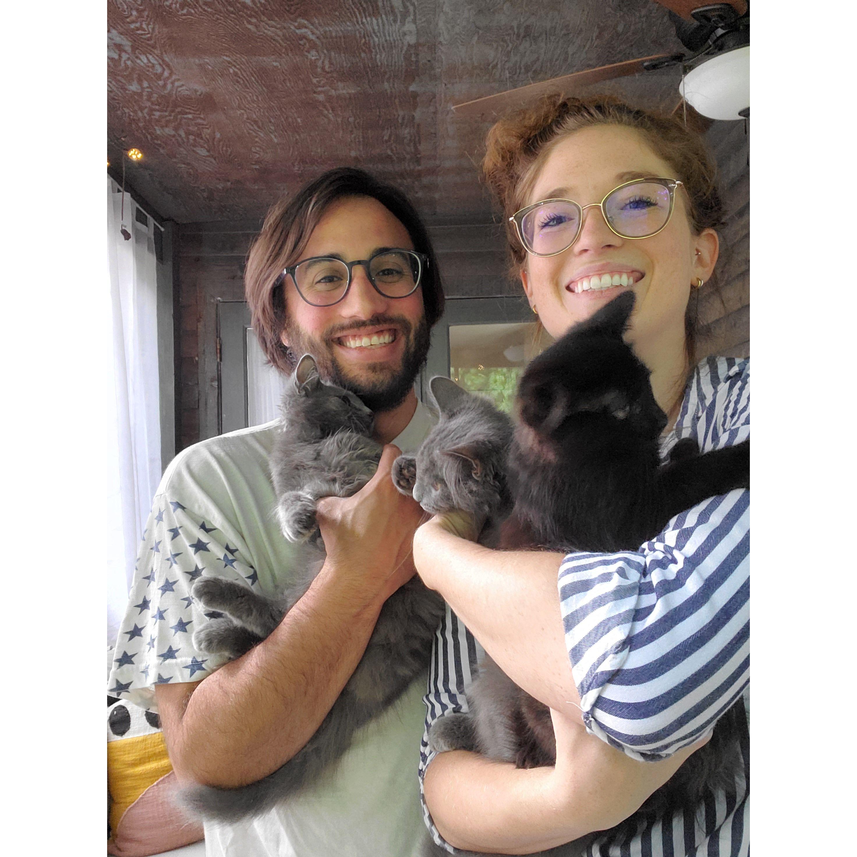 Foster kittens!