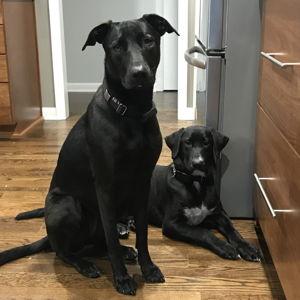 Lexington Humane Society