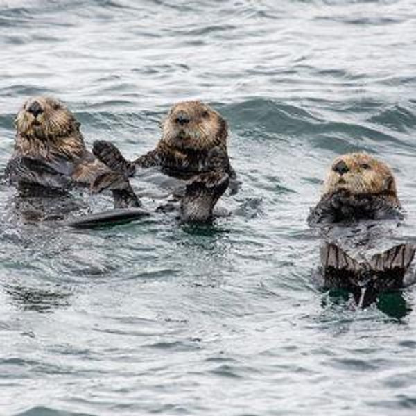 Icy Straight Point Marine Life Cruise