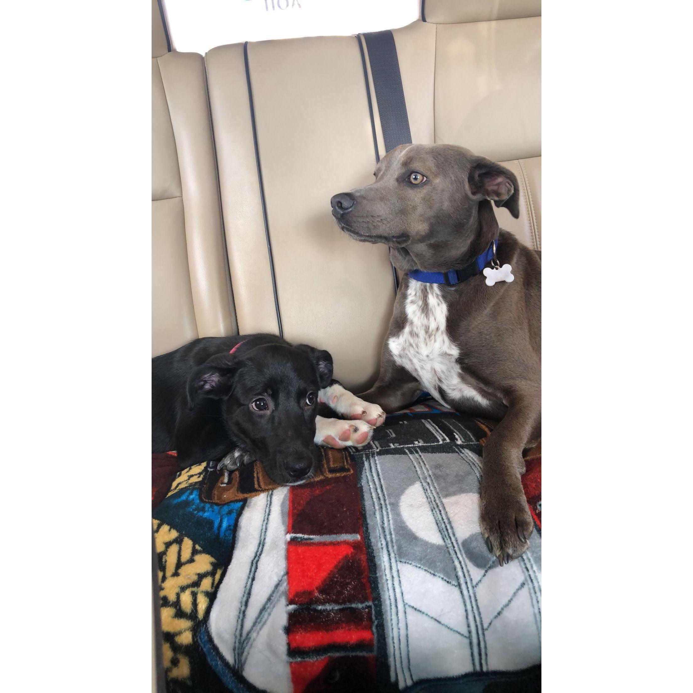 Scarlett's first trip to the coast!