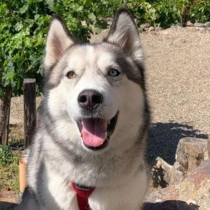 Year's Supply Of Pet Treats (Venmo)