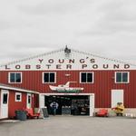 Young's Lobster Pound