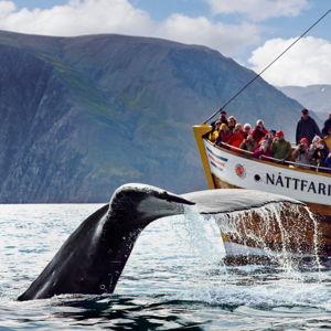 Whale Watching in Iceland!