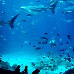 Georgia Aquarium