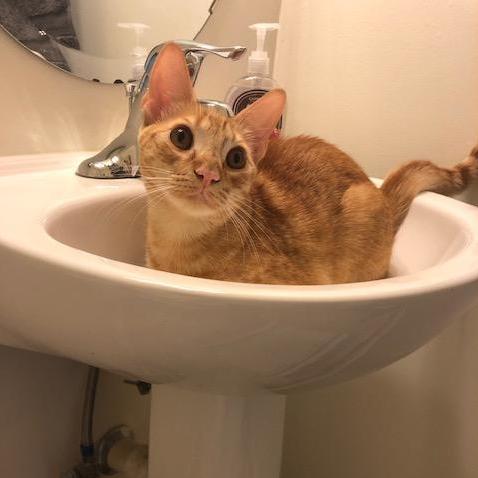 Our other rescue kitty named Poncho all the way from Puerto Rico! I promise we are not crazy cat people ;)