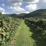 Carver's Orchard & Applehouse Restaurant