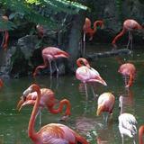 Ardastra Gardens & Wildlife Conservation Centre