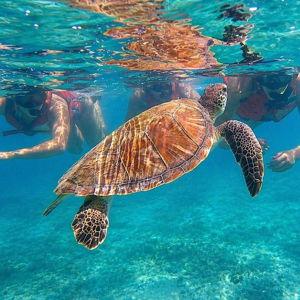 San Juan: Snorkeling with Turtles