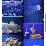 The Florida Aquarium