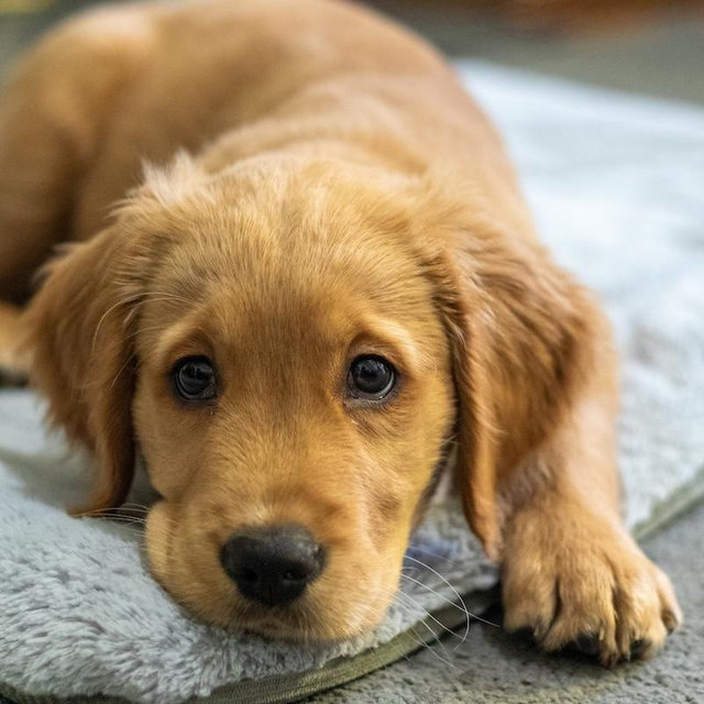 Puppy fund!