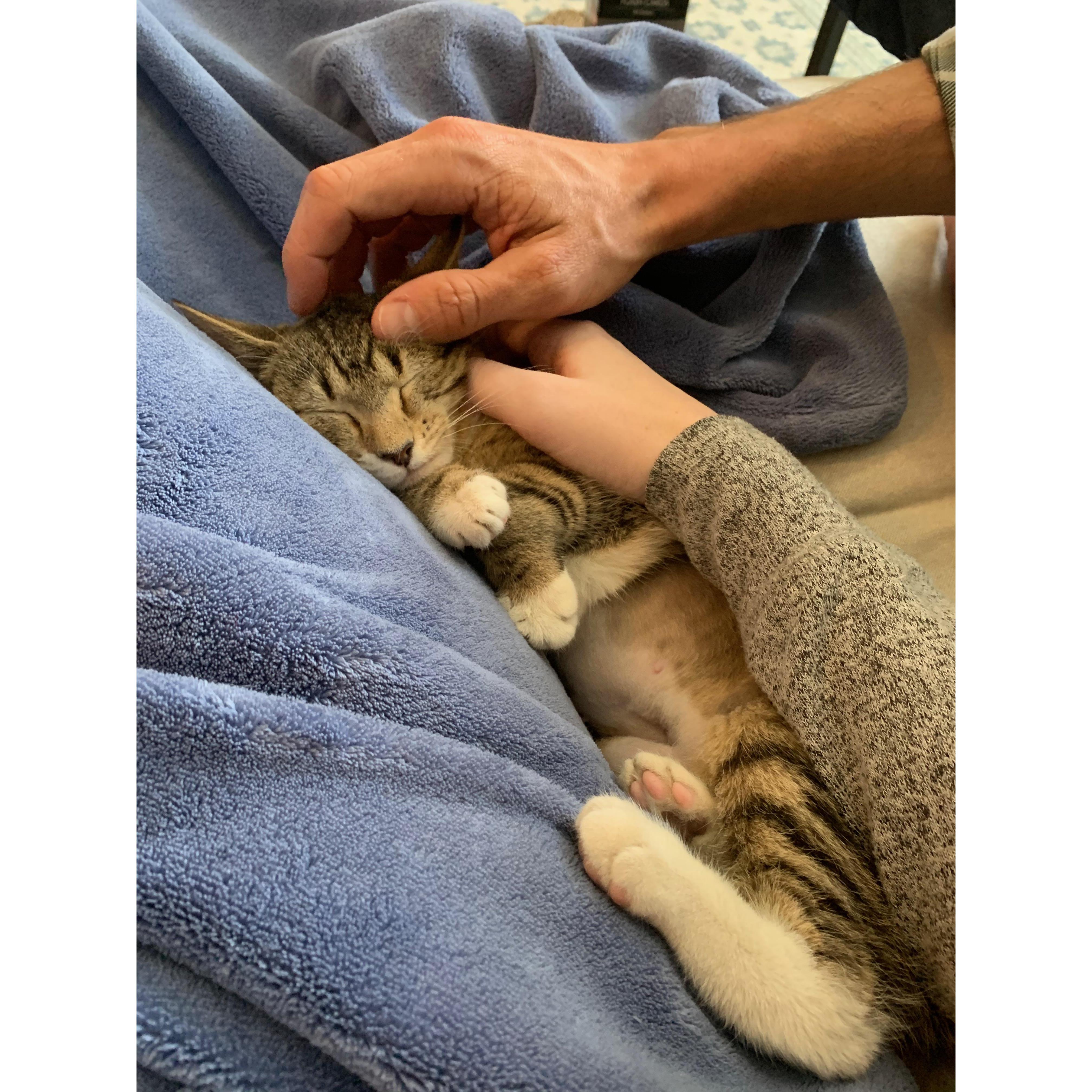 The weekend we adopted Pippa! February 2020...turned out to be the perfect time to adopt a cat! She is our pride and joy.