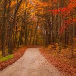 Hoosier National Forest