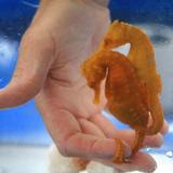 Ocean Rider Seahorse Farm