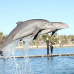 Dolphin Discovery Los Cabos