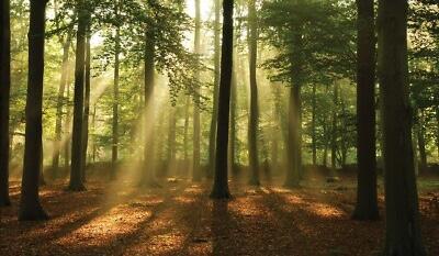 The Wedding Website of Heavenleigh Bearden and Toby Hopper