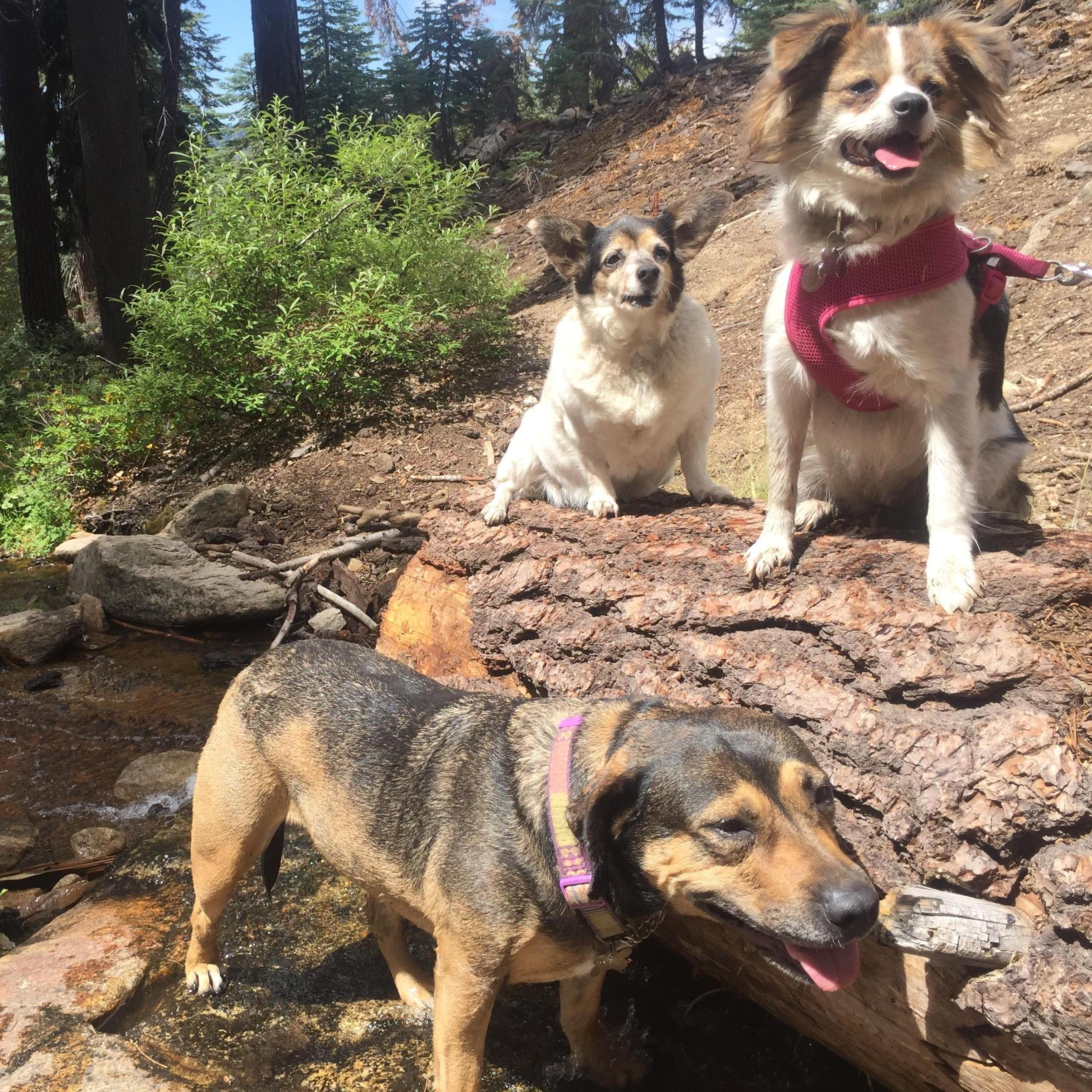 The girls, Serenity (below), Chloe (top left) and Dakota (top right)