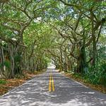 Banyan Tree Tunnel
