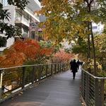 Walk The High Line