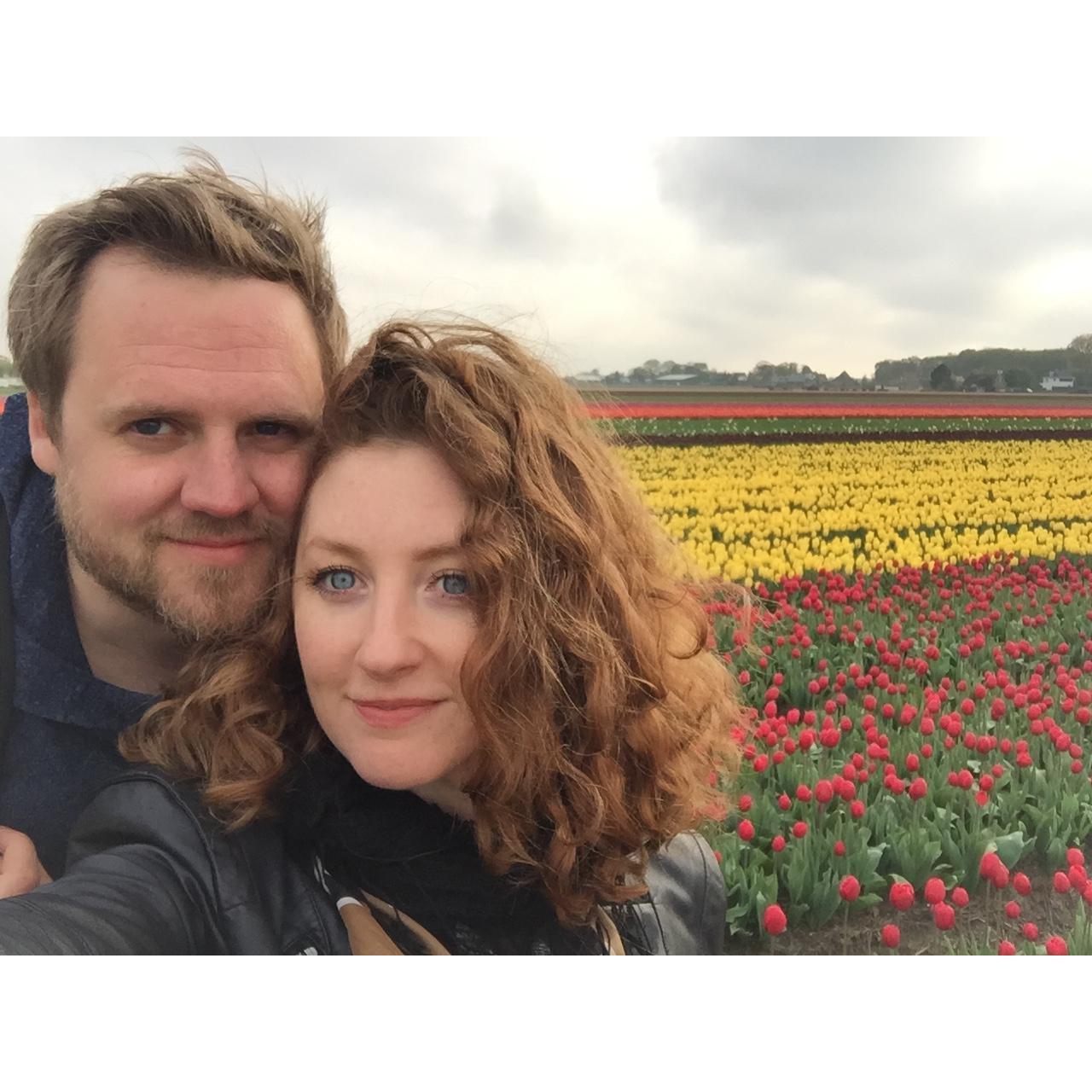 Dutch tulip fields