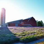 Lavender Hill Farm