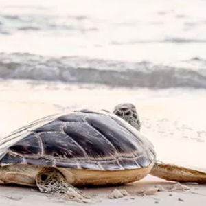 Turtle Safari Tour at Cayman Turtle Centre