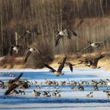 Nechako River Bird Sanctuary