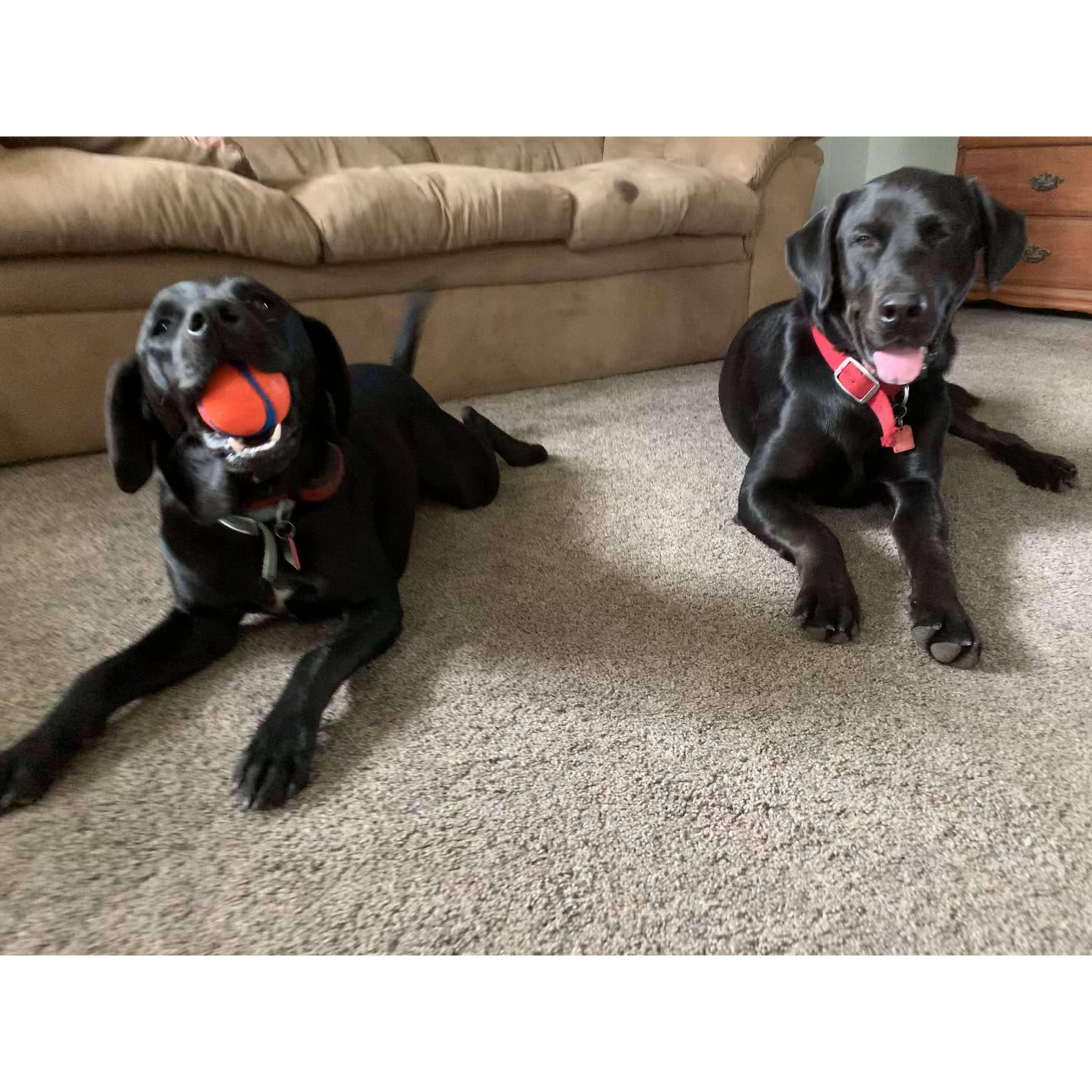 We love our dogs, Hercules (left) and Bucky (right).