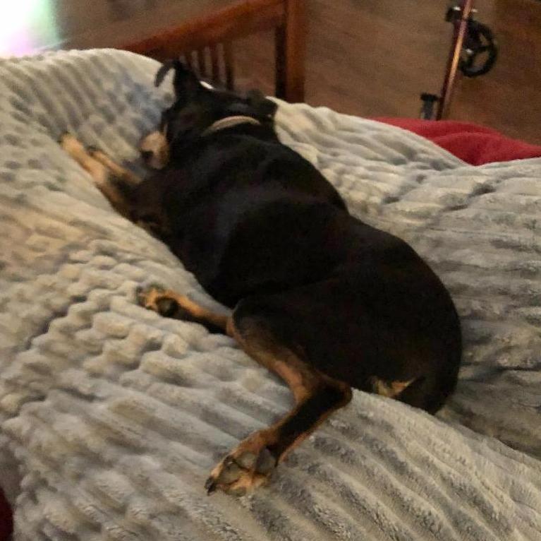 Lyla in her favorite spot, between Scott's legs on the couch.