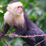 Wildlife Exploration in Curu Refuge