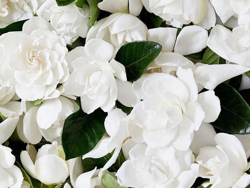 The Wedding Website of Carrie Grace Allen and Jon Michael Person