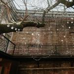 The Tree Room