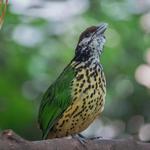 National Aviary