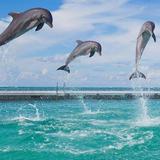 Dolphin Island Park