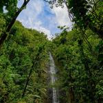 Manoa Falls Hike and Trail