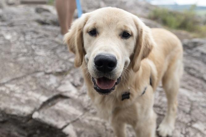 1d99892d-c982-4246-b9cd-702d0f25bae2