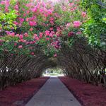 The Dallas Arboretum and Botanical Garden