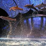 Georgia Aquarium