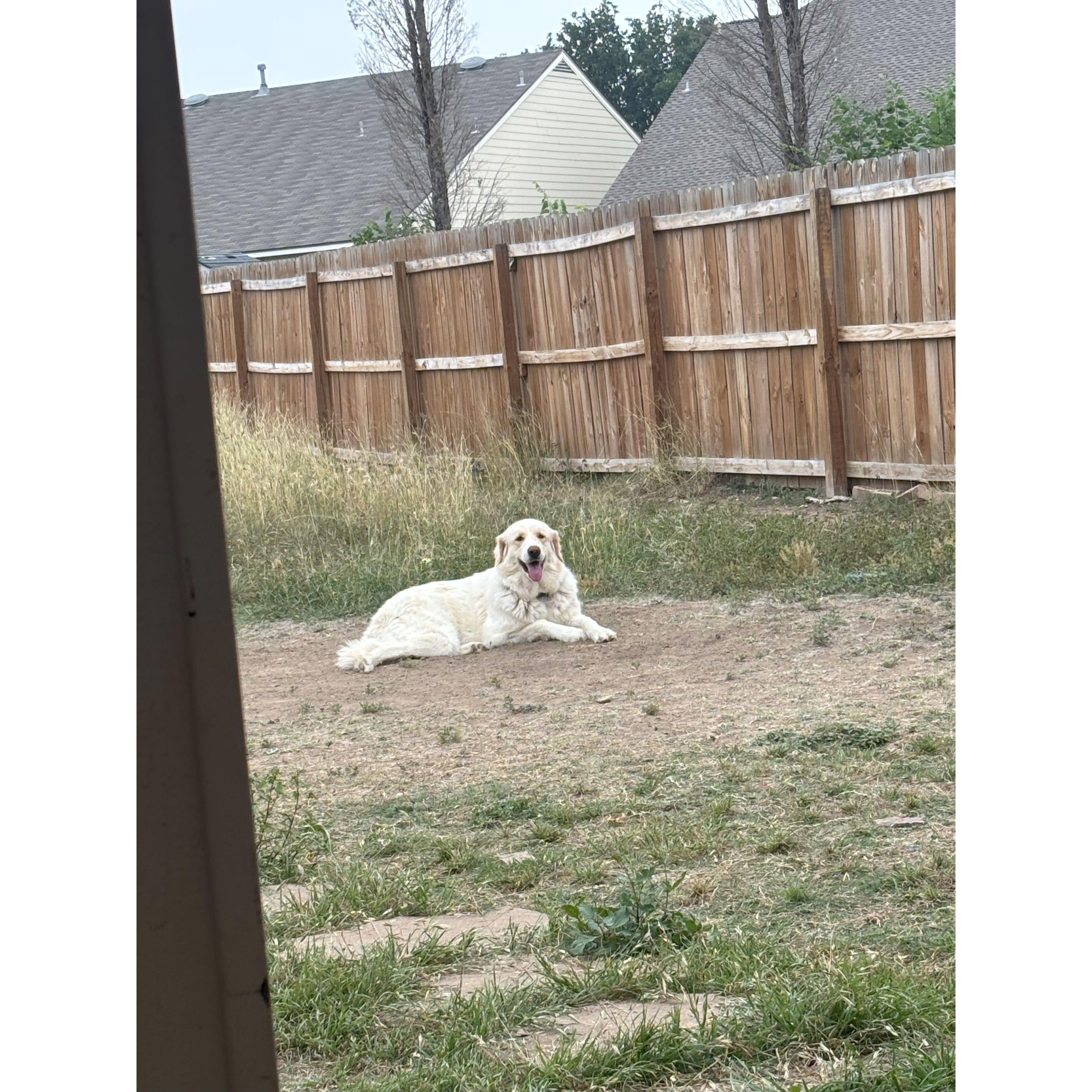 Our dog Ginger
