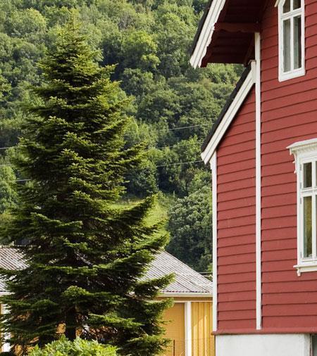 Norway Spruce