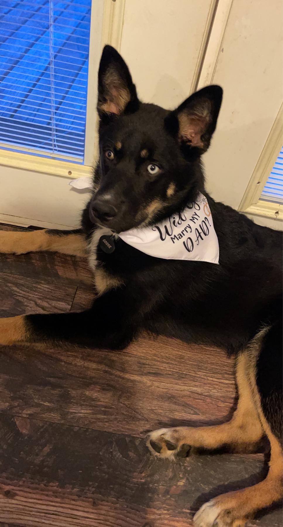 Our sweet boy Goose