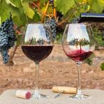 Wine Tasting