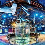 Wonders Of Wildlife National Museum & Aquarium