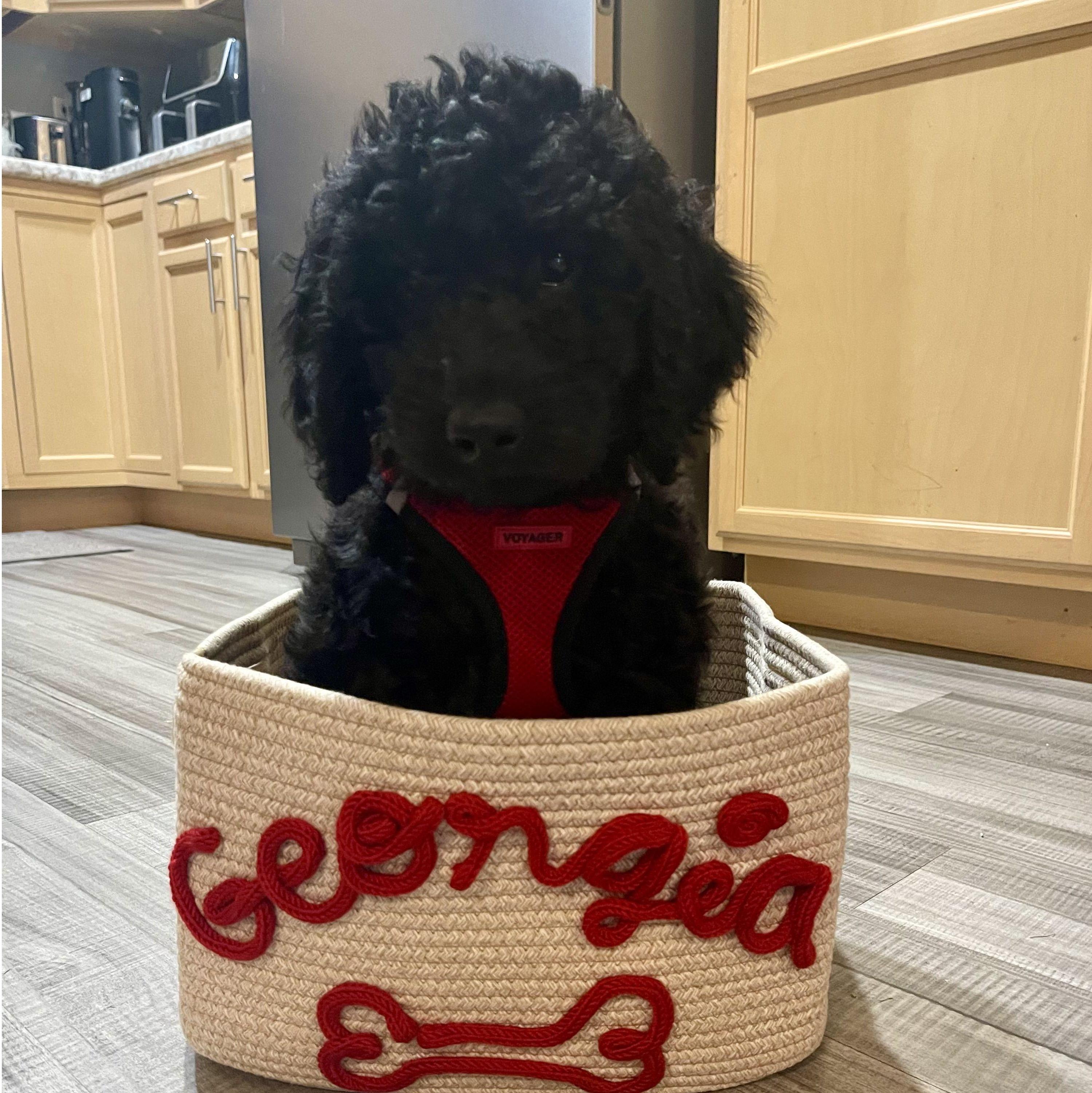 Got our furbaby Georgia Mae!