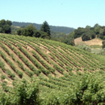 Korbel Winery